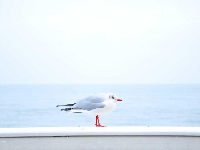 写真の色補正レッスン